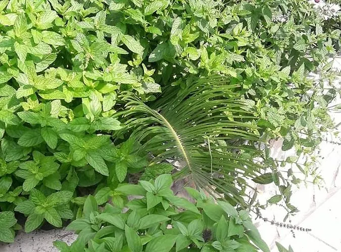 Florakis Guest house 4*